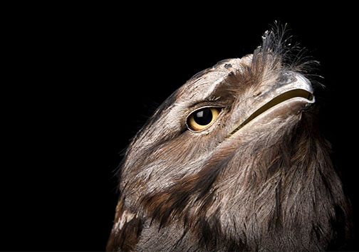 زیبایی پرندگان از نمای نزدیک + تصاویر