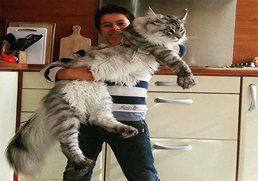 گربه‌ی مین کُن، بزرگ‌ترین نژاد گربه‌های خانگی + تصاویر