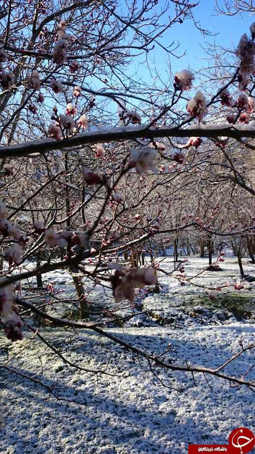 برف بهاری بر روی شکوفه‌های درختان + تصاویر