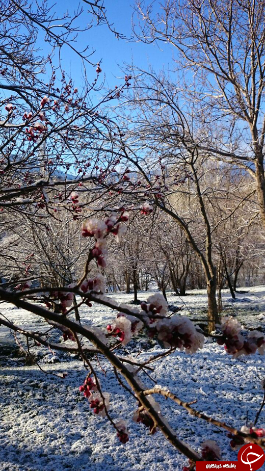 برف بهاری بر روی شکوفه‌های درختان + تصاویر