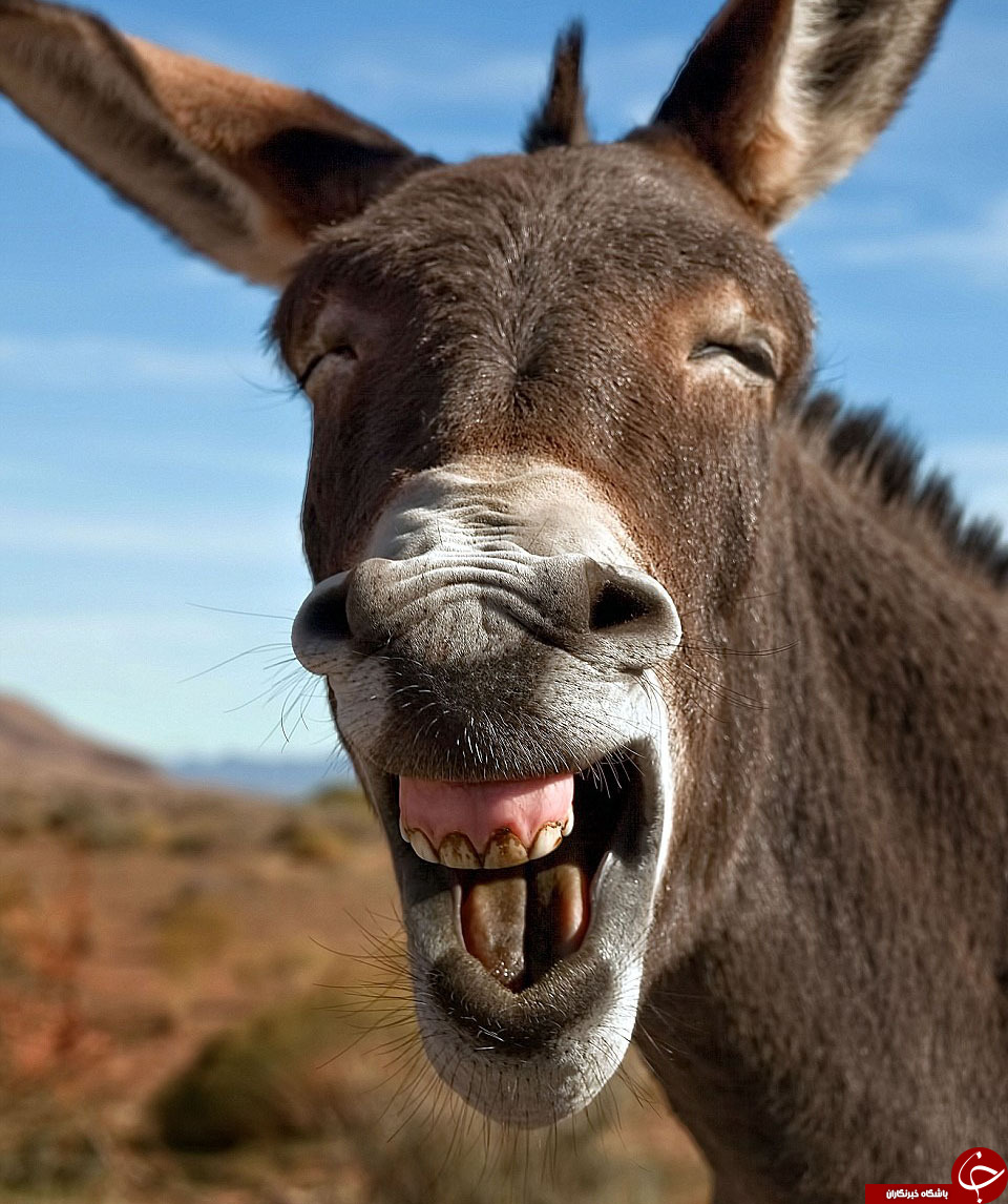 حیواناتی که ازخنده روده بر می شوند+تصاویر
