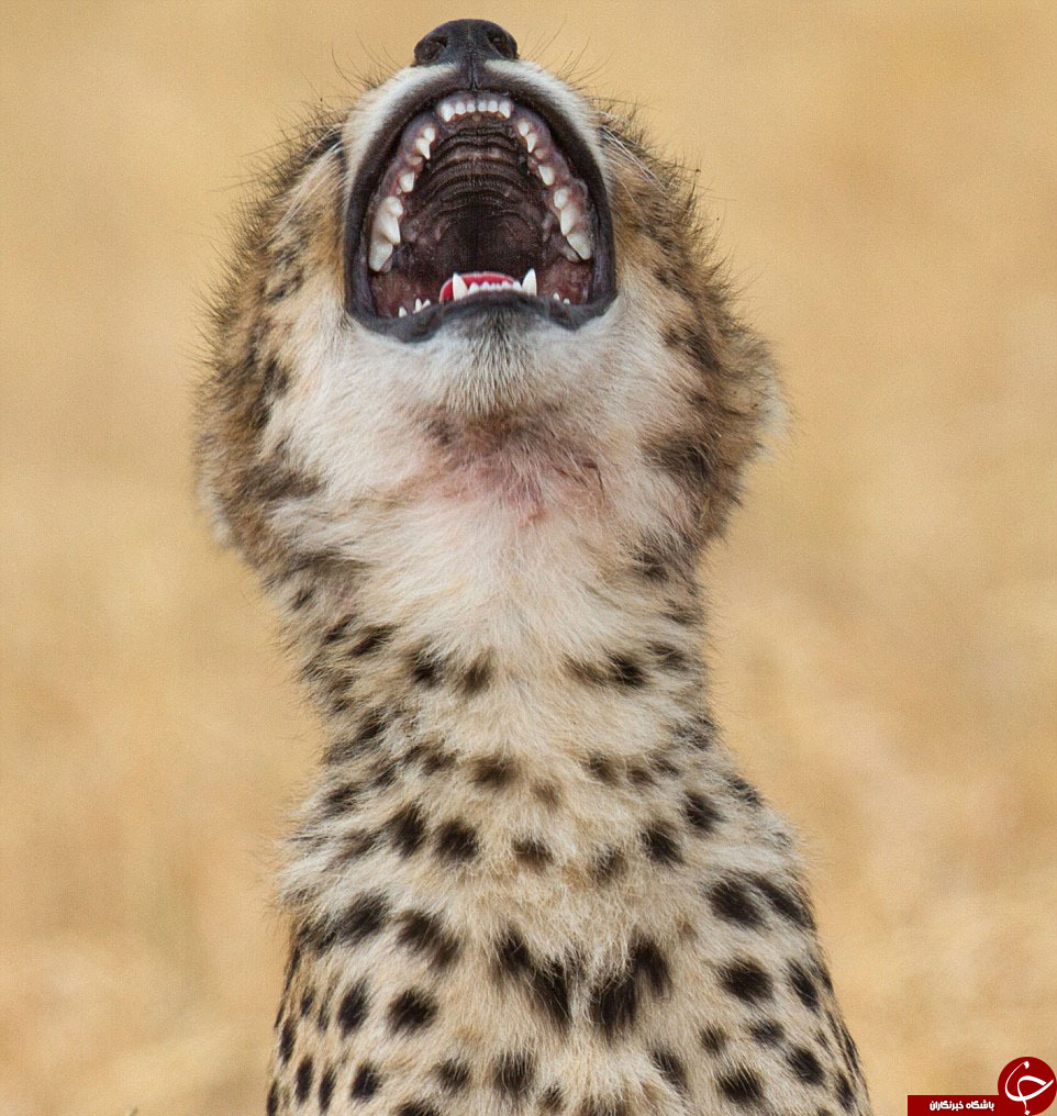 حیواناتی که ازخنده روده بر می شوند+تصاویر