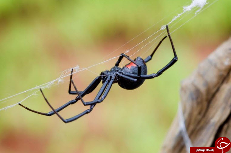 کشنده ترین عنکبوت های جهان + تصاویر