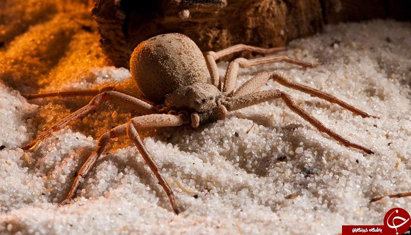 کشنده ترین عنکبوت های جهان + تصاویر