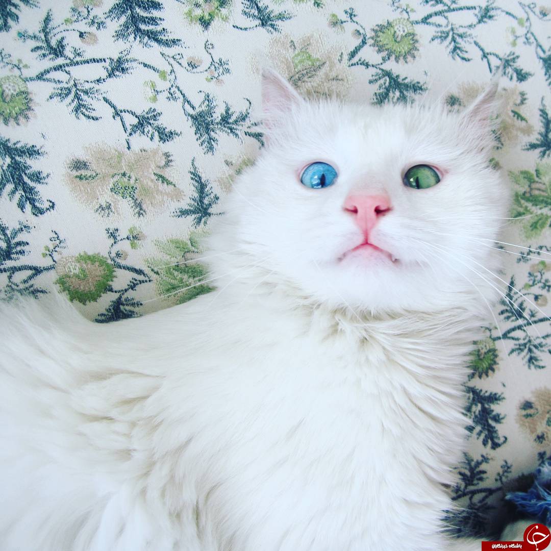 گربه ای با چشمان خیره کننده +تصاویر