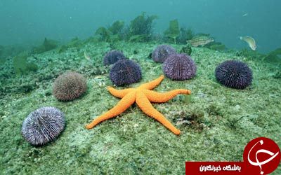 راز عجیب ستاره های دریایی+تصاویر