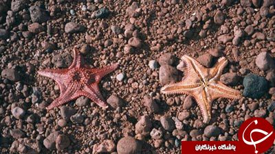 راز عجیب ستاره های دریایی+تصاویر