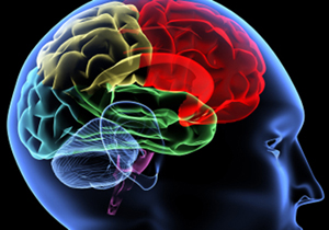 رابطه‌ بین چربی خون و عملکرد مغزی 