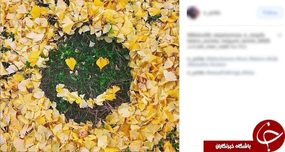 طراحی خلاقانه ژاپنی ها با برگ های پاییزی