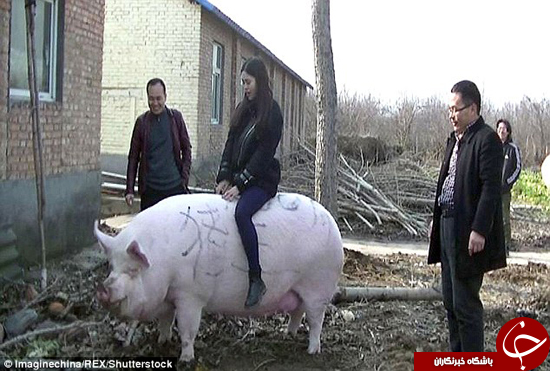 شاه خوک چینی را ببینید +تصاویر