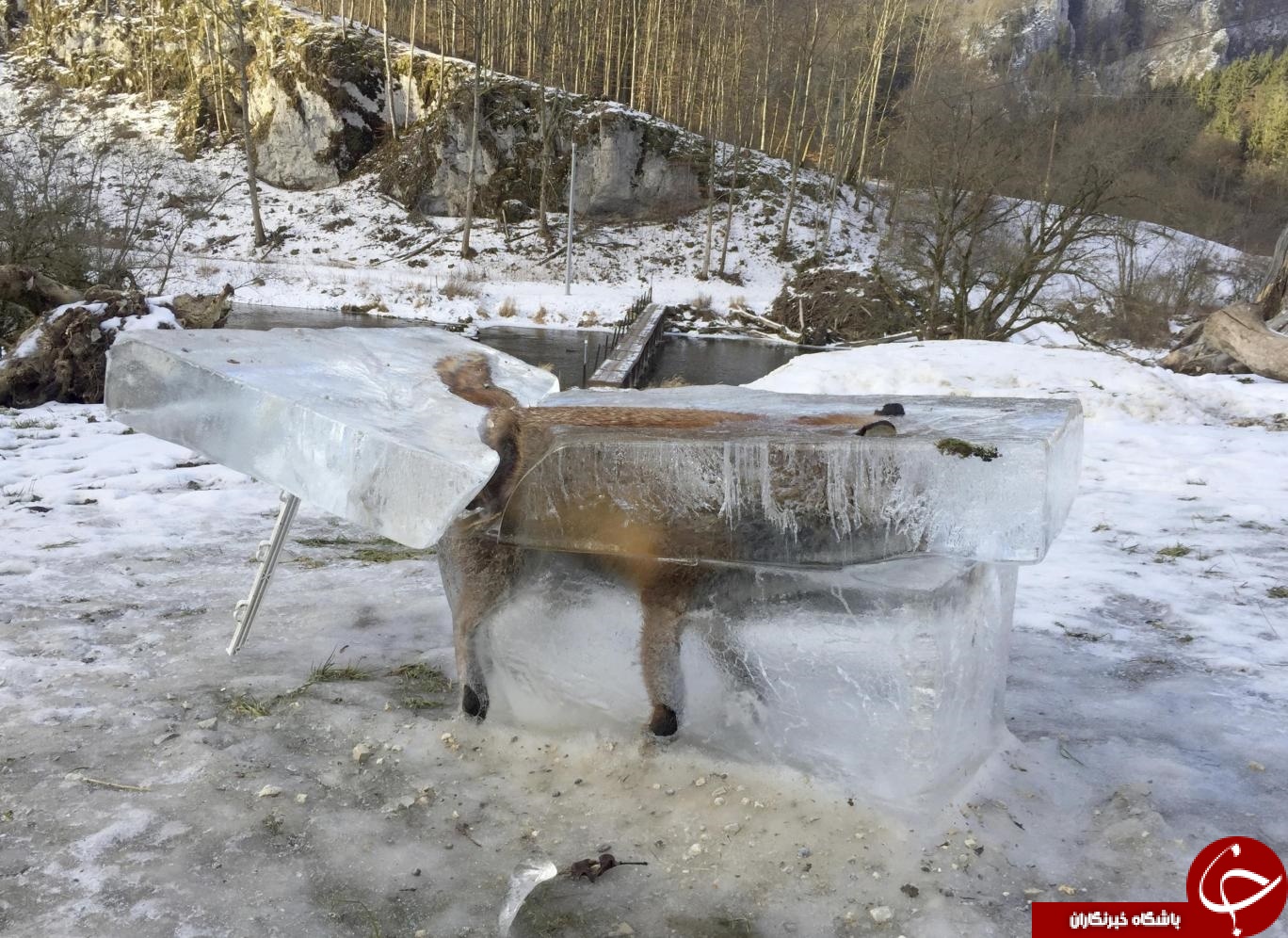تصویر عجیب روباه یخ‌زده در آلمان