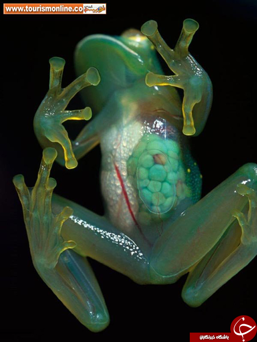 حیوانات عجیبی که پوست شیشه‌ای دارند!/ این حیوانات زنده هستند؛ می‌توانید داخل بدنشان را ببینید! +تصاویر