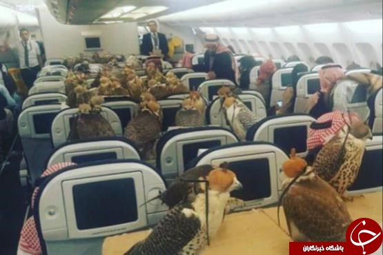 شاهزاده سعودی برای پرنده‌ها بلیت هواپیما خرید + عکس