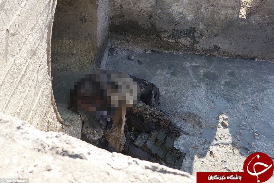 اجساد فاسد داعشی‌ها خوراک سگها و ماکیان ولگرد موصل شد +تصاویر