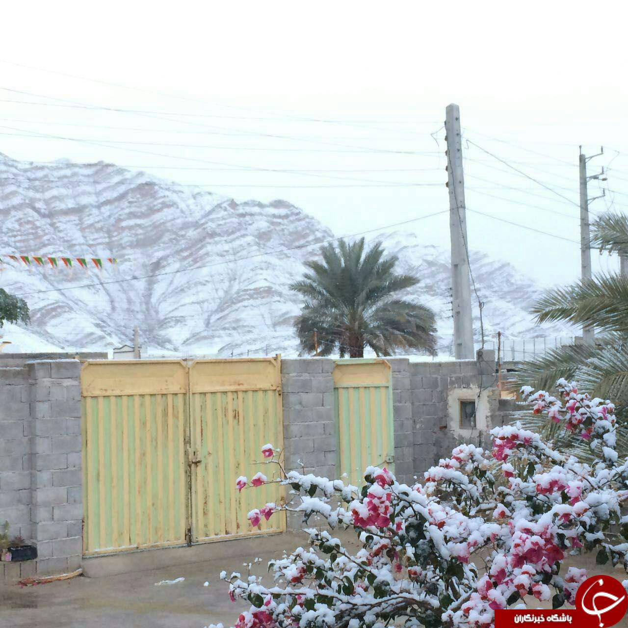بارش کم‌سابقه‌ی برف در استان بوشهر + تصاویر
