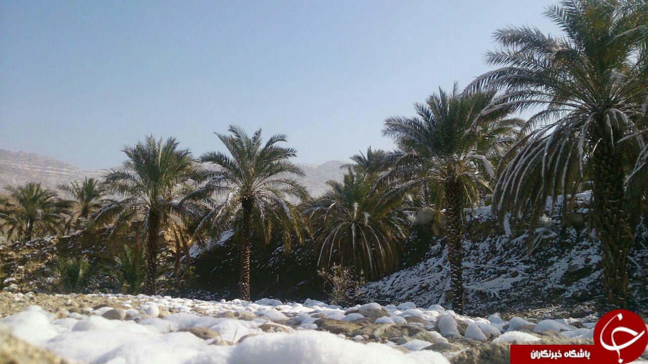 بارش کم‌سابقه‌ی برف در استان بوشهر + تصاویر