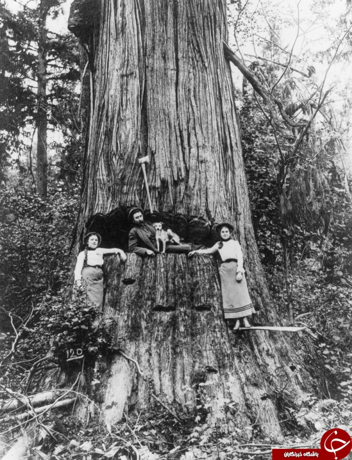 روش قطع درختان غول پيکر 100 سال قبل+تصاوير