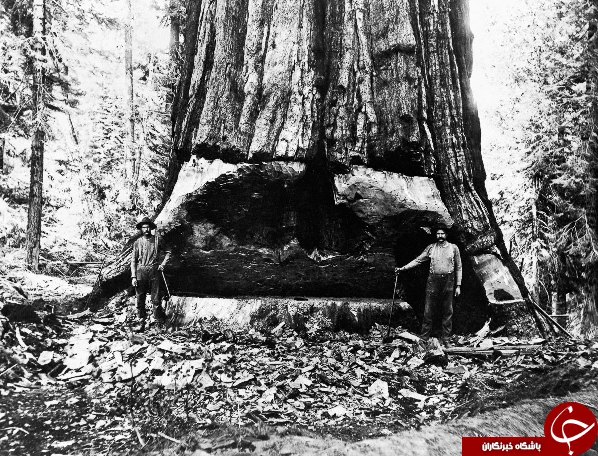 روش قطع درختان غول پيکر 100 سال قبل+تصاوير