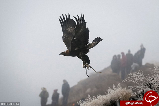 جشنواره شکار با عقاب در قزاقستان +تصاویر