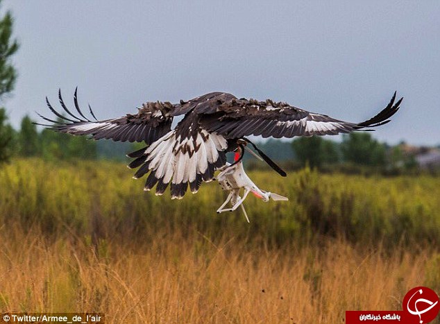 عقاب هایی که پهپادها را شکار می کنند! + تصاویر