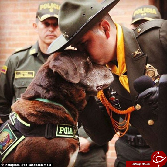 سگ بمب‌یاب با افتخار کامل بازنشسته شد +تصاویر