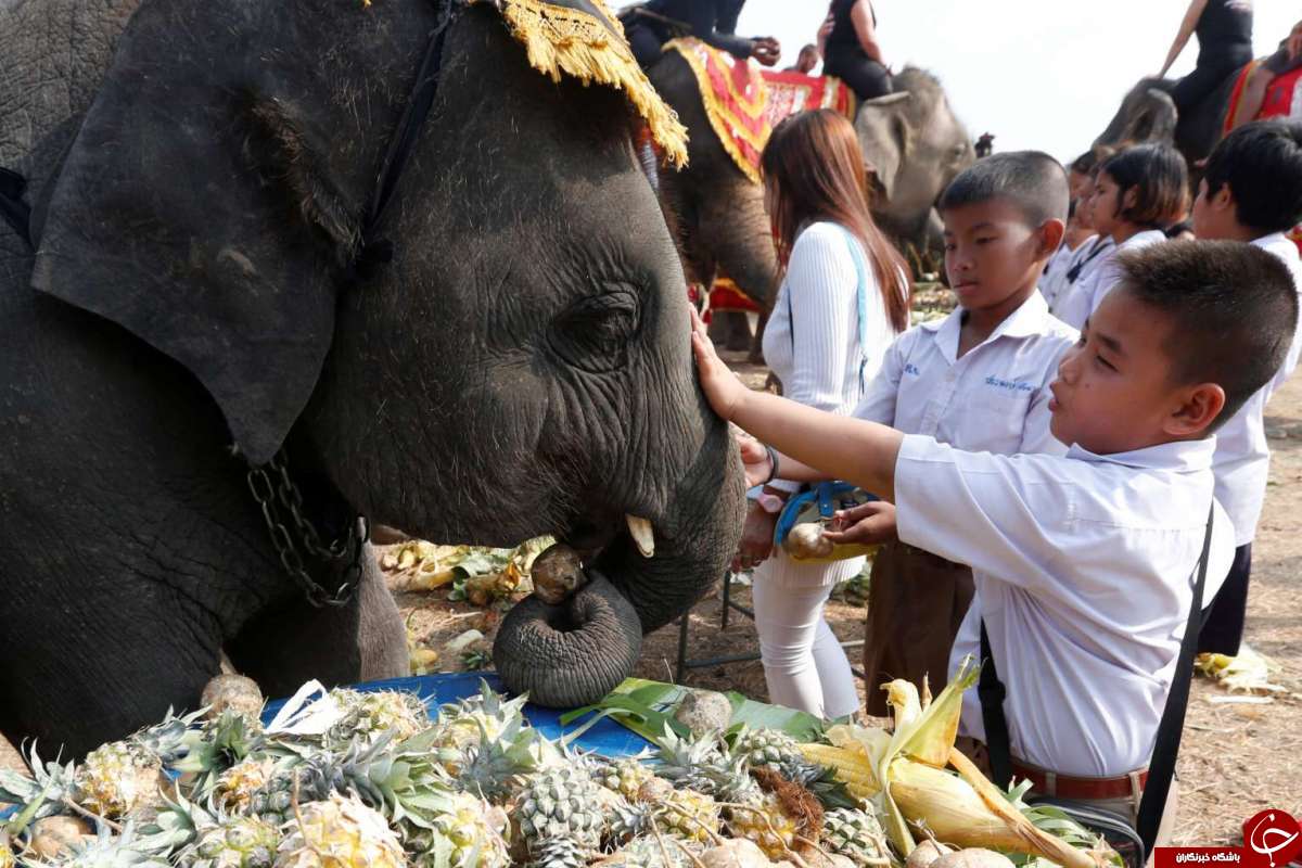 بزرگداشت روز ملی فیل در تایلند! + تصاویر