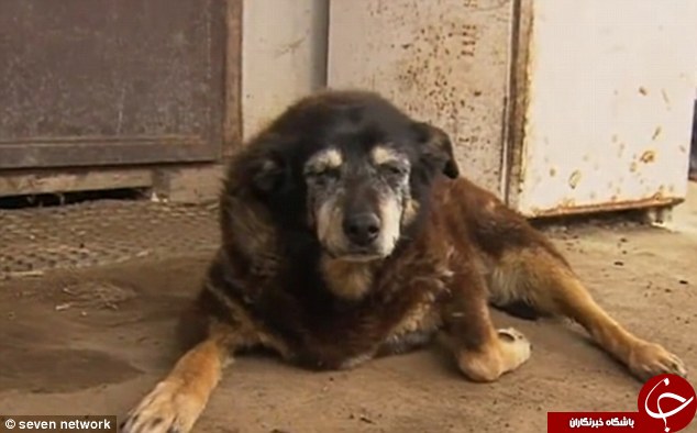 پیرترین سگ جهان درگذشت+تصاویر