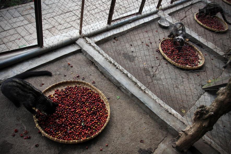 راز کثیف و مشمئز‌کننده در تولید گران‌ترین قهوه جهان چیست؟+تصاویر