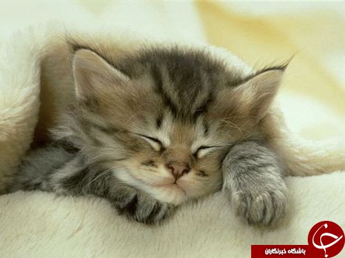 وقتی مارمولک و گربه هم خواب می بینند+ تصاویر