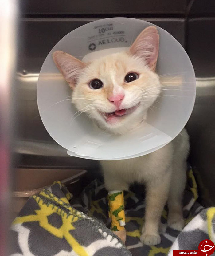 جراحی فک خنده را به لبان گربه نشاند + عکس