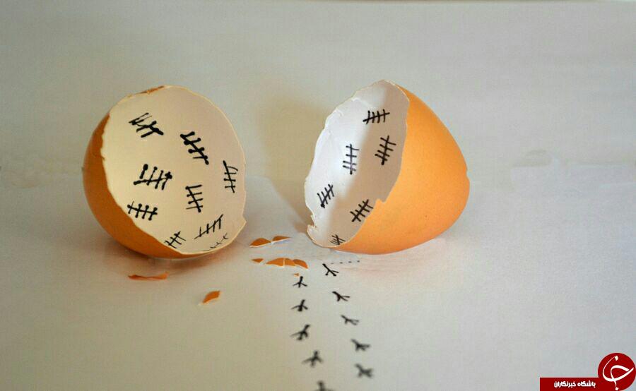 کشف راز تخم مرغ ها قبل از نیمروشدن+تصاویر