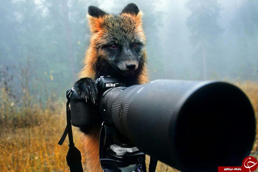 حیواناتی که عکاس می شوند+20 عکس