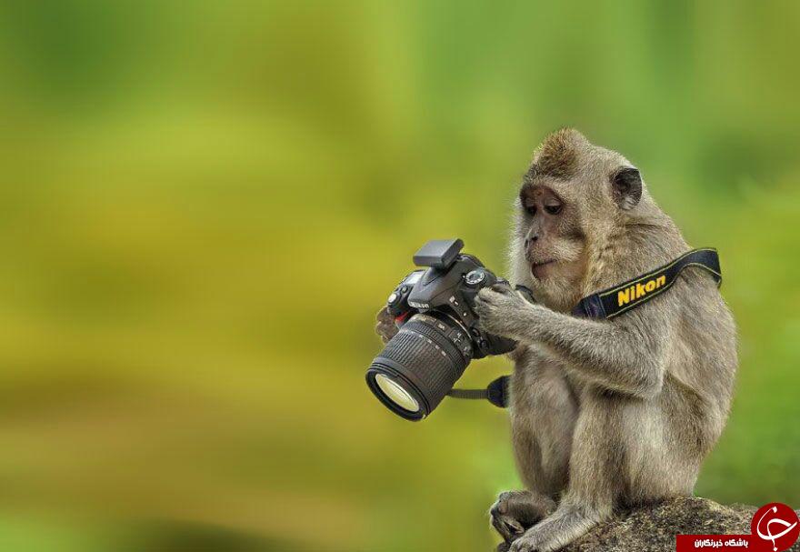 حیواناتی که عکاس می شوند+20 عکس