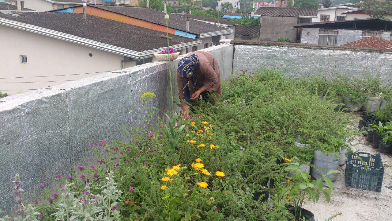کشت گیاهان دارویی بر پشت بام خانه +تصویر