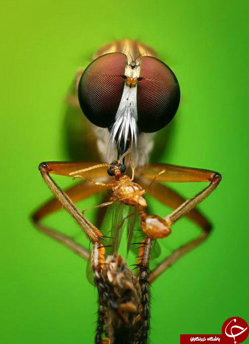 تصاویر شگفت انگیز ازحشرات درلنز دوربین نشنال جئوگرافی