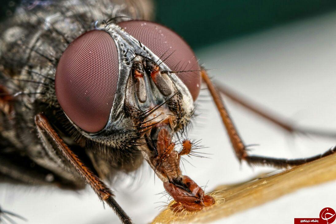 تصاویر شگفت انگیز ازحشرات درلنز دوربین نشنال جئوگرافی