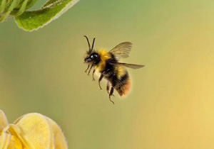 زهر عنکبوت می‌تواند زنبورهای عسل را نجات دهد؟/تلاش جدید محققان