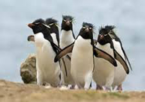خطر جدی انقراض در کمین پنگوئن‌ها