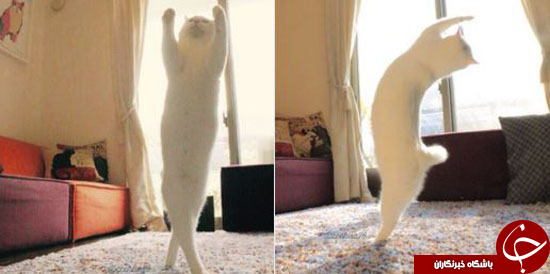 وقتی گربه‌ها باله می‌رقصند+تصاویر