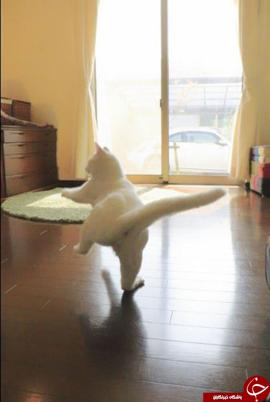وقتی گربه‌ها باله می‌رقصند+تصاویر