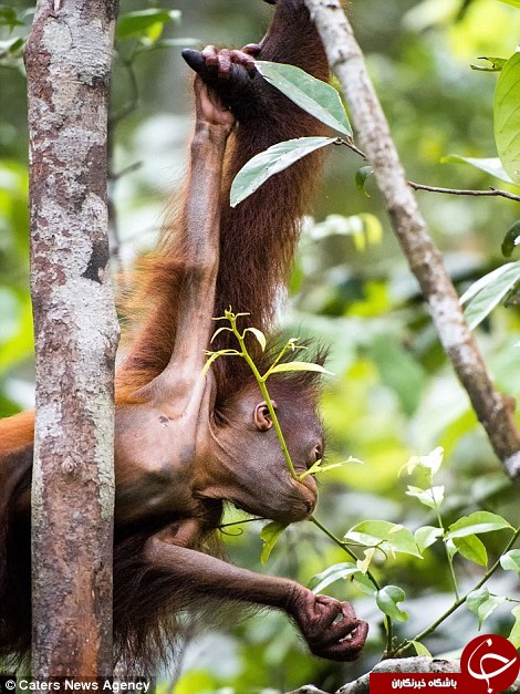 آموزش بالا رفتن از درخت به بچه میمون دوست داشتنی با بوسه و نوازش+ تصاویر