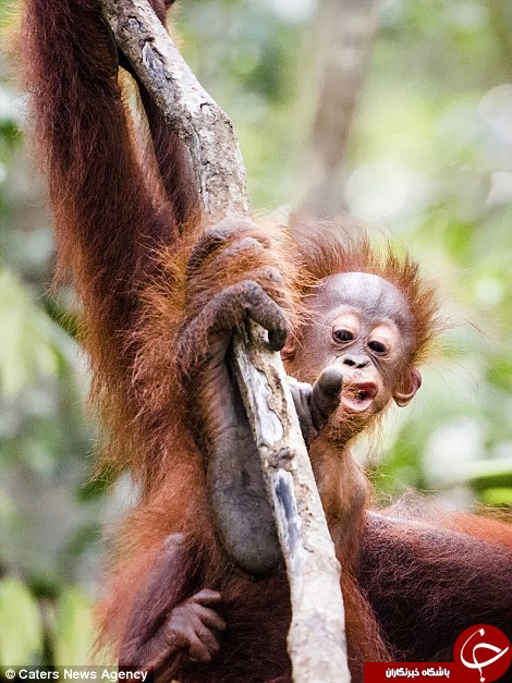 آموزش بالا رفتن از درخت به بچه میمون دوست داشتنی با بوسه و نوازش+ تصاویر