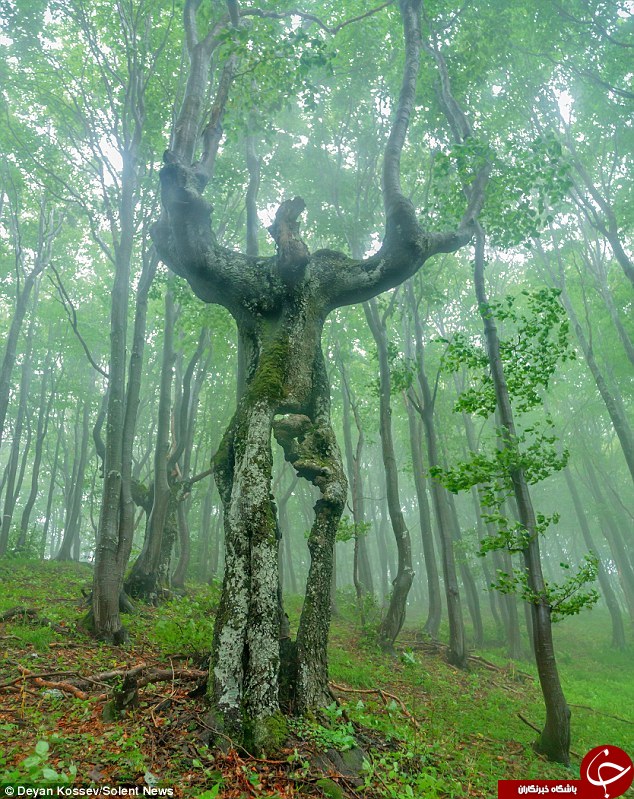  درختی که شبیه انسان است +عکس