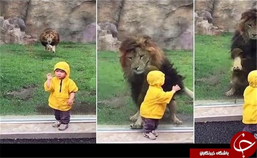 حمله شیر نر به یک کودک در باغ‌وحش‌+ عکس