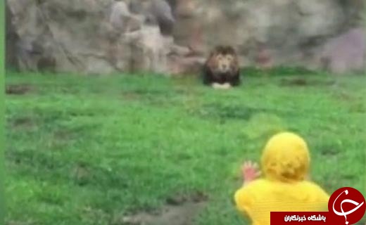 حمله شیر نر به یک کودک در باغ‌وحش‌+ عکس