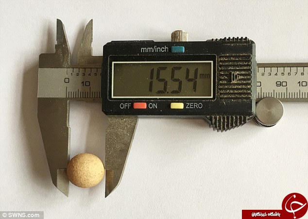رکورد کوچکترین تخم مرغ جهان شکسته شد+ تصاویر