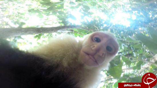 سلفی‌هایی از میمون بعد از دزدیدن تلفن همراه + تصاویر