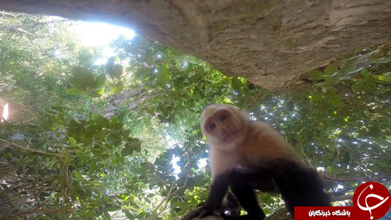 سلفی‌هایی از میمون بعد از دزدیدن تلفن همراه + تصاویر