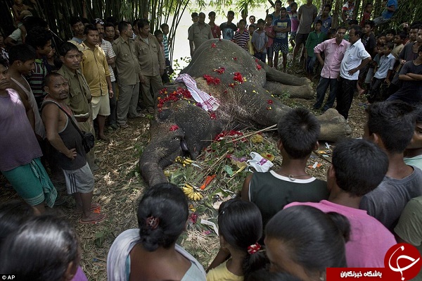 مراسم تدفین یک فیل