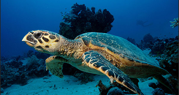 لاک‌پشت‌ها در چند قدمی انقراض هستند/ ساخت و ساز در خط ساحلی بزرگترین خطر لاک‌پشت‌ها